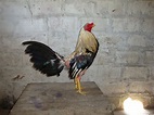 Gallo español - EcuRed