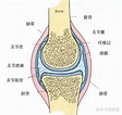 膝关节有损伤适合什么运动，如何维持身材？ - 知乎