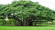 shiatoshi: Banyan Tree: Description and Uses
