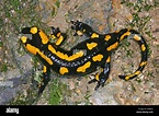 Europäische Feuer Salamander (Salamandra Salamandra), auf einen Stein ...