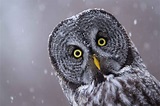 Owl | Edmonton Wildlife
