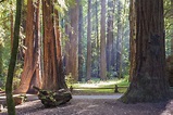 Armstrong Redwoods State Natural Reserve