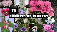 30 nombres de plantas | Actualizado abril 2024