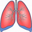Lesson The Lungs | BetterLesson