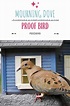 How to Keep Mourning Doves Away from the Bird Feeder | Mourning dove ...
