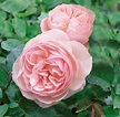 Planting More David Austin Roses - The Martha Stewart Blog