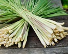 How to Harvest Lemongrass [Growing Guide + How to Use It] - Outdoor Happens