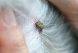 Rocky Mountain Spotted Fever in Dogs: Signs, Causes, Treatment | Pet Health