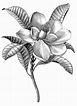 How To Draw A Magnolia