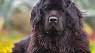 Are Newfoundlands Good With Kids? What Parents Need To Know