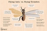 Termites vs. Ants: How to Tell the Difference