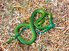 Western Natal Green Snake (Philothamnus occidentalis) from Western Cape ...