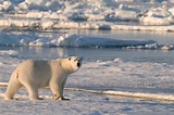 Polar Regions | Habitats | WWF