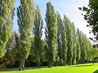 Álamo, tipos y cuidados básicos | Jardineria On