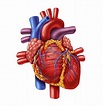 El corazón | La guía de Biología