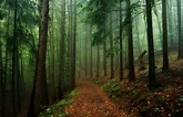 Misty Forest Path Hd Wallpaper Background Image 1920x1282 Id Images