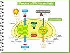 Diagrama que muestra el proceso de fotosíntesis en planta. 1988677 ...