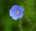 la petite fleur bleue ! photo et image | fleurs, divers, nature Images ...