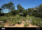 Typical Garrigue or Maquis Vegetation or Ecosystem in Spring with ...