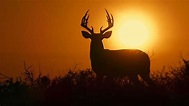 Deep in the Heart: A Texas Wildlife Story (2022) — The Movie Database ...