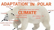 ADAPTATION IN POLAR CLIMATE/ ADAPTATION OF POLAR BEAR AND PENGUIN ...