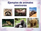Animales omnívoros - CARACTERÍSTICAS y +20 EJEMPLOS