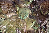 Box Of Frogs | A box of very sedate frogs at the seafood mar… | Flickr