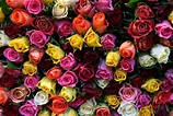Dont Be Cheap. Give Her a Dozen Roses - history of roses, Valentines ...
