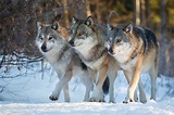 Lobo cinzento - Características, tamanho, alimentação e mais curiosidades