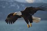 File:Bald Eagle Alaska (10).jpg - Wikimedia Commons