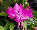 Here's how to care for that Christmas cactus you just got