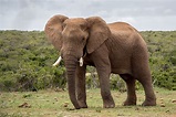 Elefante Fauna Silvestre Mamífero - Foto gratis en Pixabay - Pixabay