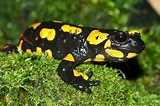 Bestellen - Feuersalamander (Salamandra salamandra) in freier Wildbahn ...