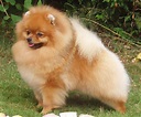 Pomeranian dog - Wikipedia