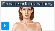 Anatomy Of The Body Female - Anatomical Charts & Posters