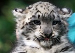 Snow leopard | Rare cats, Baby snow leopard, Snow leopard