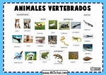 Clasificacion de los animales vertebrados - ABC Fichas