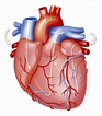 【El Corazón: ¿Qué es? Características, Localización y Funciones】
