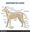 Anatomia do esqueleto do cão com rotulado esqueleto ósseo interno ...