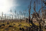 Burnt forest in Angelsberg, Sweden - Stock Photo - Dissolve