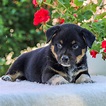 Timothy - Australian Cattledog/Heeler pupper for sale at Ronks, | VIP ...