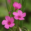petite fleurs roses pastel photo et image | macro nature, macro ...
