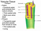 PPT - Vascular Plant Structure PowerPoint Presentation, free download ...