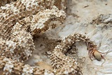 Rare spider-tailed horned viper spotted in western Iran - Tehran Times