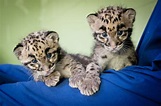 Home > Point Defiance Zoo & Aquarium | Clouded leopard, Baby snow ...