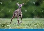 Curious Baby Red Deer Walking on Meadow in Summer. Stock Photo - Image ...