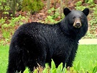 AVEEK- Blogs: Black bear
