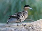 Anseriformes - Waterfowl Photo Gallery | Wildlife Journal Junior