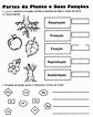 As Partes Das Plantas Atividades - EDUCA