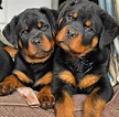 Cachorros Rottweiler En Venta | Mercado Libre